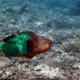 A parrotfish swims over a dead coral reef in the Florida Keys National Marine Sanctuary near Key West back in August 2008.